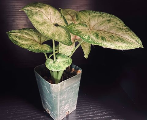 Arrowhead Plant - Pink Allusion