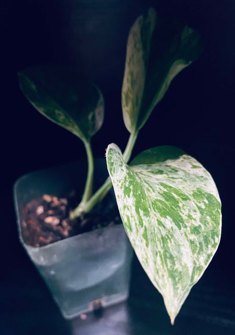 Golden Pothos