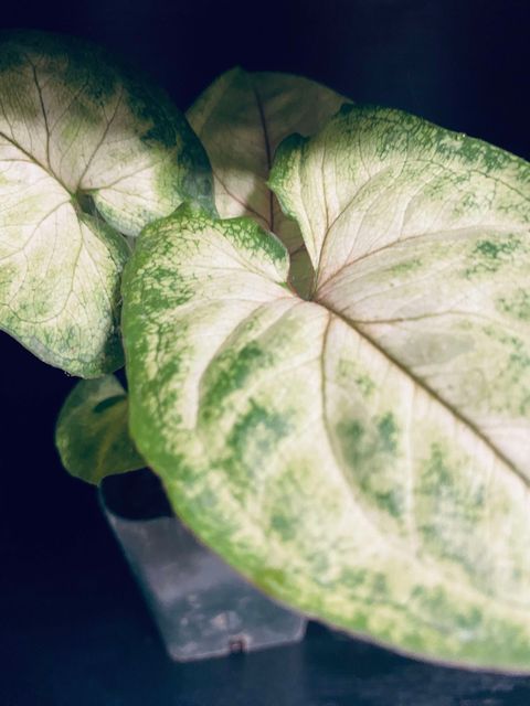 Arrowhead Plant - Pink Allusion