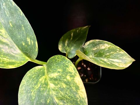 Golden Pothos