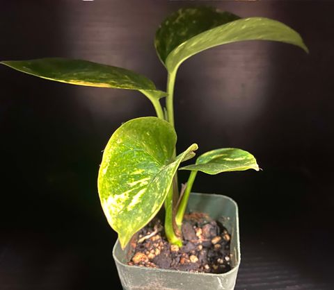 Golden Pothos